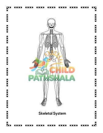 Preview of Human Anatomy Coloring Pages For Human Anatomy