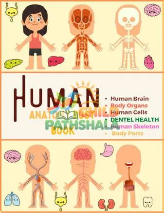 Preview of Busy Books Human Anatomy Busy Book