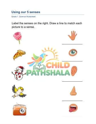 Preview of Five Senses