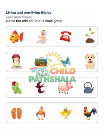 Living Things D Worksheet for Grade 1