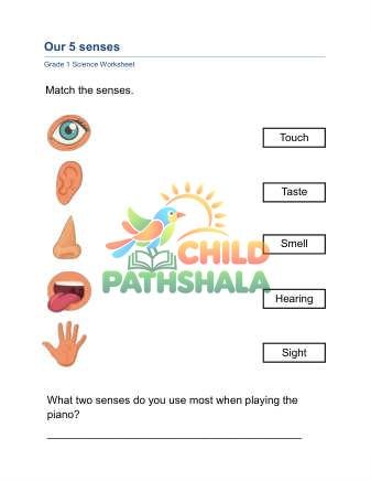 Preview of Our Senses B