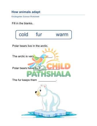 Preview of Animal Adaptation A
