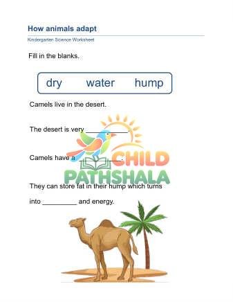 Preview of Animal Adaptation B
