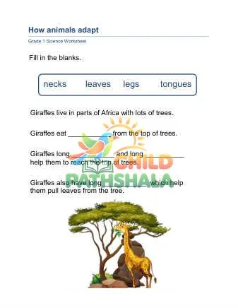Preview of Animal Adaptations