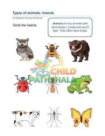 Preview of Animal Classification