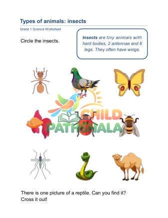 Animal Classification A
