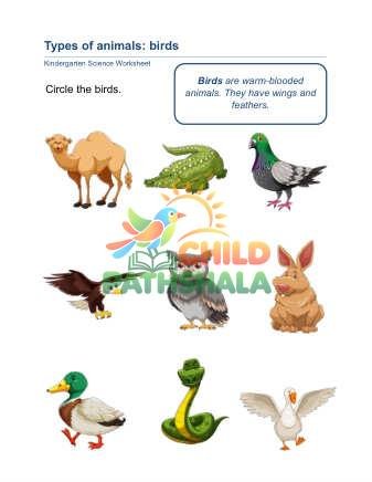 Animal Classification B Part 1
