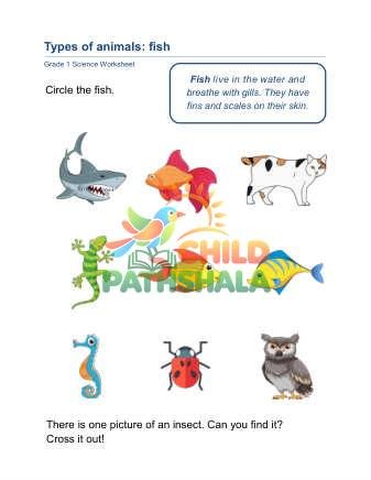 Animal Classification C