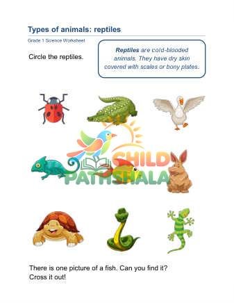 Preview of Animal Classification D
