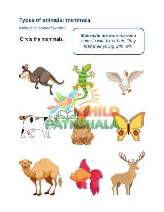Animal Classification E Part 1 Worksheet for Grade 1