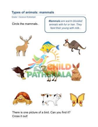 Animal Classification E