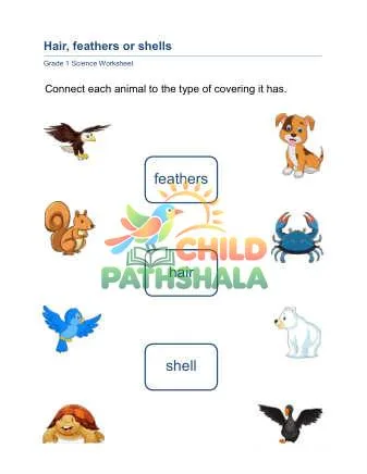 Preview of Animal Coverings