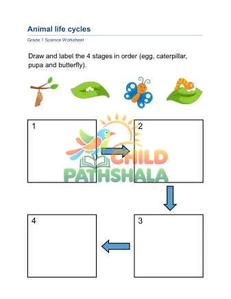 Preview of Animal Life Cycle