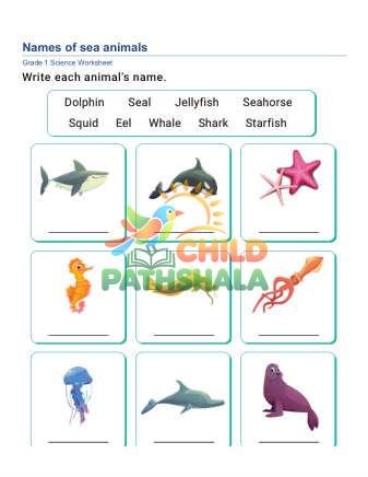 Preview of Animal Names C
