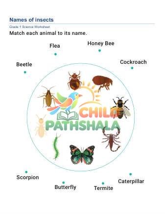 Preview of Animal Names D
