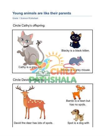 Preview of Animal Traits A