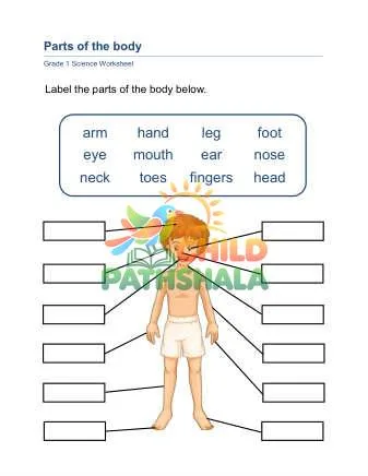 Preview of Parts Body