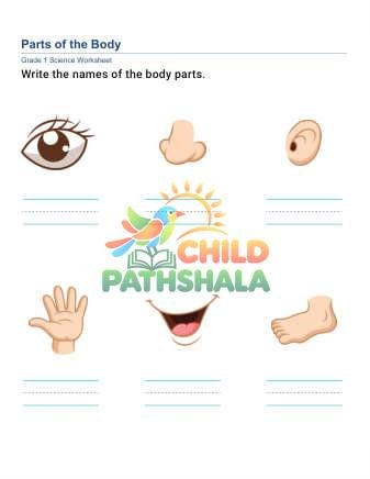 Preview of Parts Body C