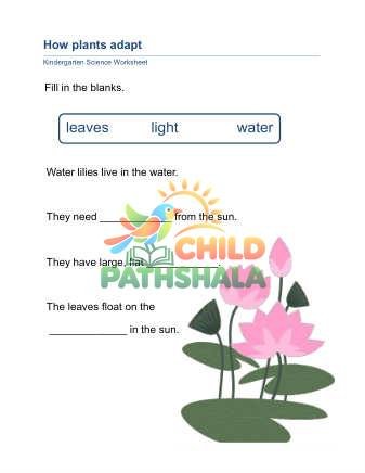 Preview of Plant Adaptation B