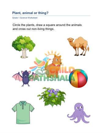 Plant Animal Thing B Worksheet for Grade 1