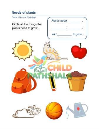 Plant Needs B Worksheet for Grade 1