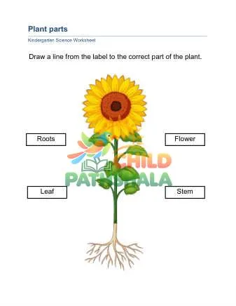Preview of Plant Parts