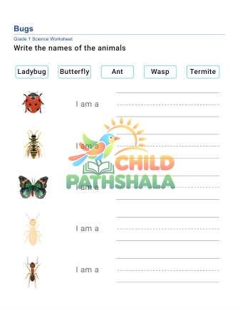 Write Animal Names B