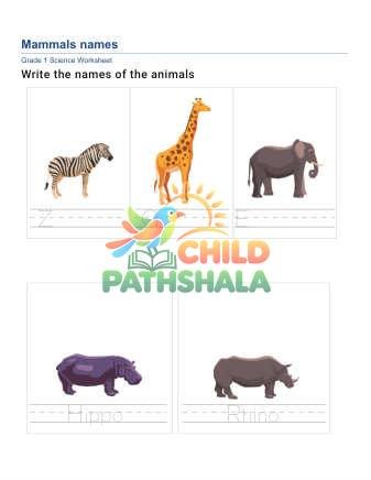 Preview of Write Animal Names F