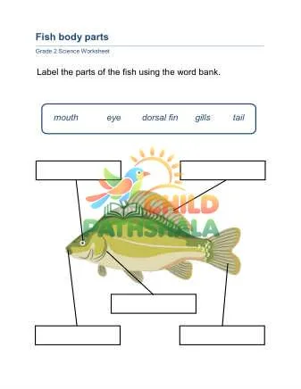Preview of Animal Body Parts