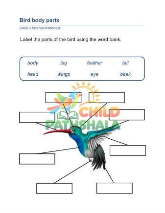 Animal Body Parts D