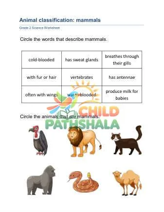 Preview of Animal Classification