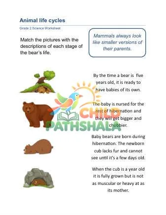 Preview of Animal Life Cycle Bear