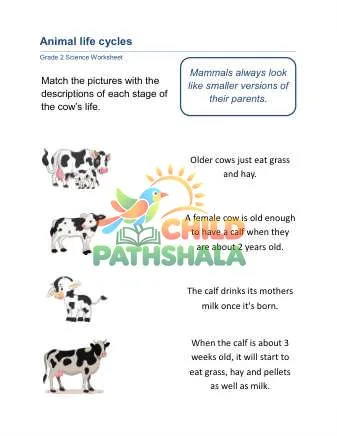 Preview of Animal Life Cycle Cow
