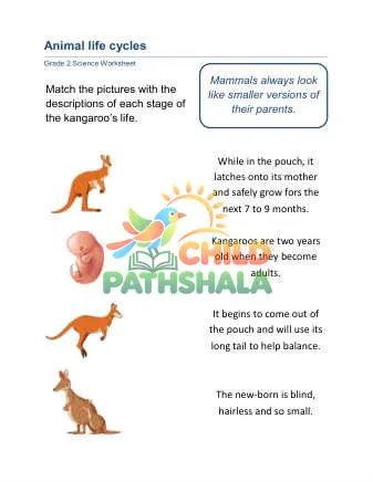 Preview of Animal Life Cycle Kangaroo
