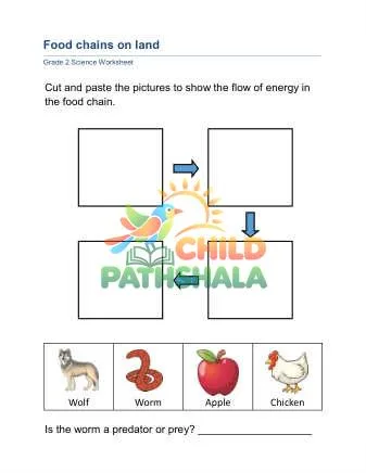 Preview of Animals Food Chain