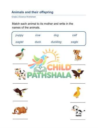 Preview of Animals Offspring