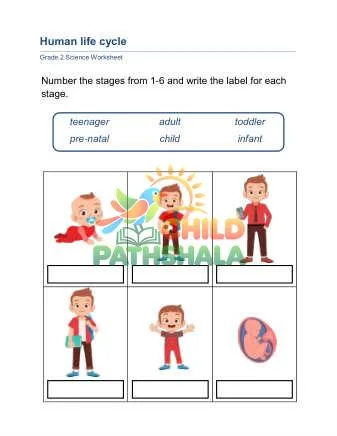 Preview of Human Life Cycle