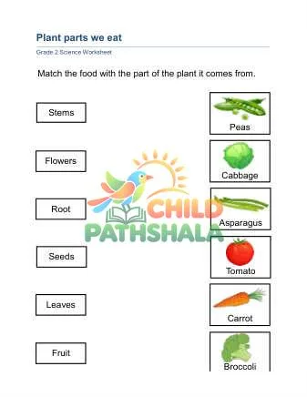Preview of Plant Food