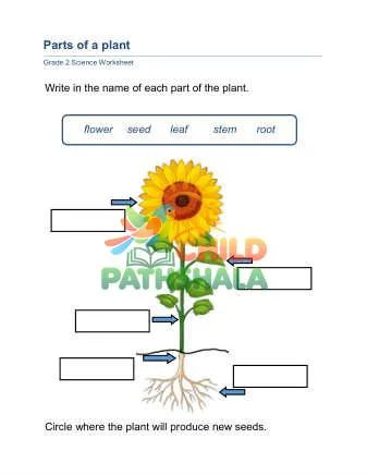Preview of Plant Parts