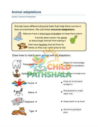 Preview of Adaptations