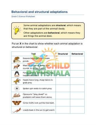 Preview of Behavioral Adaptations A