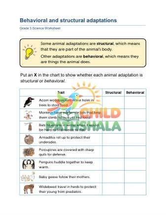 Preview of Behavioral Adaptations B