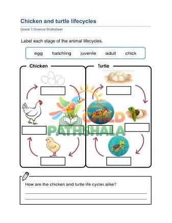 Preview of Lifecycles