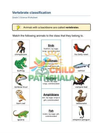 Preview of Animal Classification