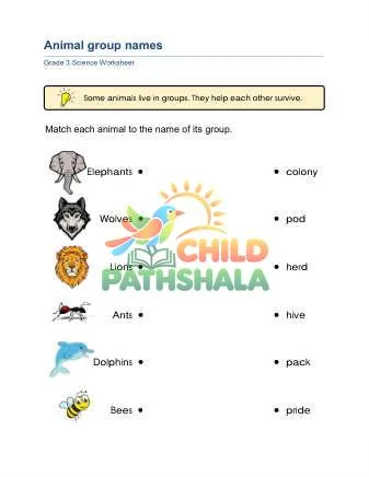 Preview of Animal Groups