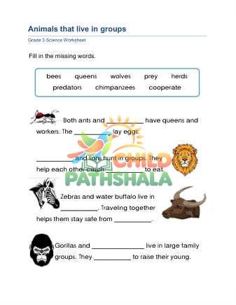 Preview of Animal Groups B