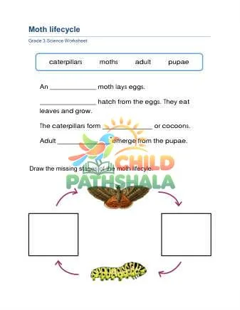 Preview of Animal Lifecycle