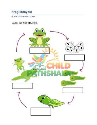 Preview of Animal Lifecycle B