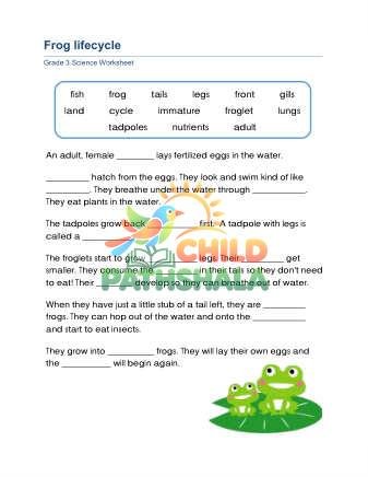 Preview of Animal Lifecycle C