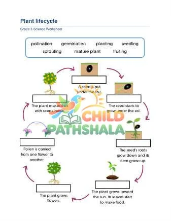 Preview of Plant Lifecycle